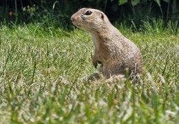 Sysel obecný - hojně rozšířený na našem letišti